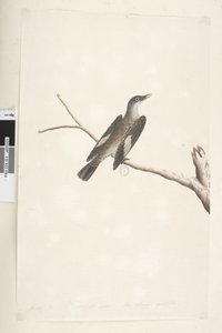 صفحة 23. مايو ، الحجم الطبيعي ، القزحية واللسان مشكوك فيهما شجرة بنية كاملة ، الزاحف Climacterus picumnus ، 1791-92 بواسطة فنان غير معروف