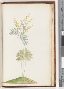 صفحة 243. نبات مزهر بدون اسم بواسطة فنان غير معروف