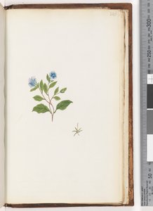 صفحة 246. مصنع غير معروف بواسطة غير معروف