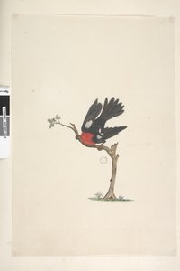 صفحة 24. الحجم الطبيعي القرمزي روبن بترويكا متعدد الألوان ، ذكر ، جزيرة نورفولك ، 1791-92 بواسطة فنان غير معروف