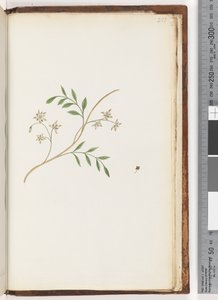 صفحة 251. مصنع غير معروف بواسطة فنان غير معروف