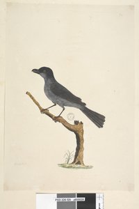 صفحة 29. بلاكبيرد جزيرة نورفولك بلاكبيرد؟ Aplonis fuscus ، ذكر ، 1791-92 بواسطة فنان غير معروف