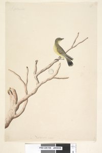 الصفحة 36. سبتمبر. الحجم الطبيعي Yellow Thornbill Acanthiza nana ، 1791-92 بواسطة فنان غير معروف