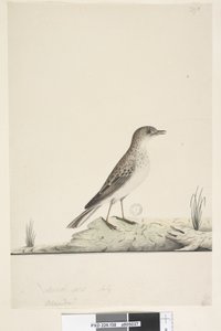 صفحة 38. ألوندو؟ العنوان أعلاه بيد مختلفة الحجم الطبيعي ، يوليو Pipit Anthus australis ، 1791-92 بواسطة فنان غير معروف