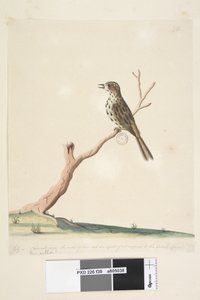 صفحة 39. Fringilla. على طول الحافة السفلية بيد مختلفة يوليو ، الحجم الطبيعي. ملاحظات هذا الطائر متساوية إن لم تكن متفوقة على الإنجليزية Linnet Speckled Warbler Chthonicola sagittata ، 1791-92 بواسطة فنان غير معروف