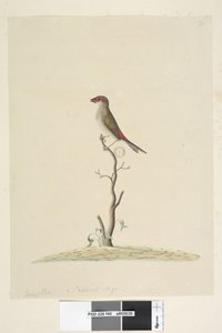 صفحة 40. المفضلة. الحجم الطبيعي الأحمر ، Browed Finch Neochmia المؤقت Aegintha المؤقت ، 1791-92 بواسطة فنان غير معروف