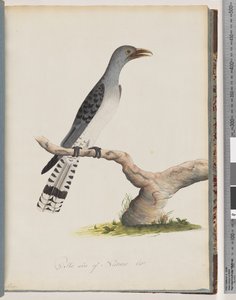 صفحة 49. طائر غير معروف. Scythrops بواسطة فنان غير معروف
