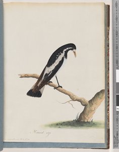 صفحة 50. Magpie-lark. كورفوس سيانولوكوس بواسطة فنان غير معروف