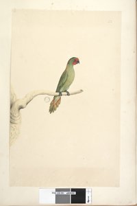 صفحة 51. الحجم الطبيعي Little Lorikeet Glossopsitta pusilla ، 1791-92 بواسطة فنان غير معروف