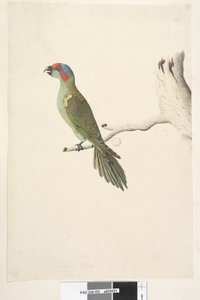 صفحة 52. الحجم الطبيعي المسك Lorikeet Glossopsitta concinna ، 1791-92 بواسطة فنان غير معروف
