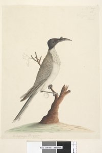 صفحة 55. وير ، جان أو الراهب. في أسفل اليسار في يد مختلفة Meliphaga Phrygia. في المركز السفلي في يد ثالثة الحجم الطبيعي صاخبة Friarbird Philemon corniculatus ، 1791-92 بواسطة فنان غير معروف