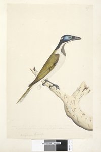 صفحة 56. Melephahu Cyanops. فوق العنوان بحجم طبيعي مختلف. يتم توصيل الإصبع الخارجي والوسطى بالمفصل الأول. لا ينمو الريش على الجزء الأزرق من الرأس بواسطة فنان غير معروف