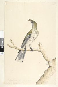 صفحة 5. Oriolus mimetis. العنوان أعلاه بيد مختلفة الحجم الطبيعي. يوليو ، قزحية الشك ، زيتون ، مدعوم أوريولوس ساجيتاتوس ، 1791-92 بواسطة فنان غير معروف