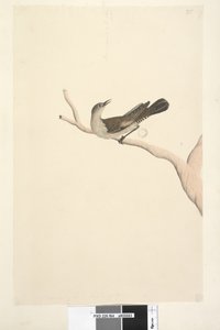 صفحة 64. الحجم الطبيعي. قزحية شك. من المفترض أن يكون لون القزحية شجرة بنية اللون ، Creeper Climacteris picumnus ، 1791-92 بواسطة فنان غير معروف