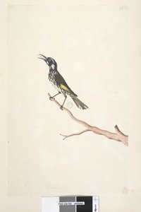 صفحة 65. مايو ، الحجم الطبيعي بندق أصفر مجنح ميليورنيس نيو ، هولندا ، 1791-92 بواسطة فنان غير معروف