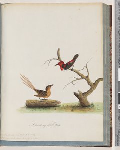 صفحة 66. 1. آكل العسل القرمزي. سيرثيا - عسل - اورينتال. 2. طائر غير معروف. Muscicapa malachura بواسطة فنان غير معروف