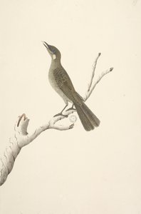صفحة 68. الحجم الطبيعي ، آكتل أغسطس لوين للعسل Meliphaga Lewinii ، 1791-92 بواسطة فنان غير معروف