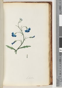 صفحة 72. لوبيليا بواسطة فنان غير معروف