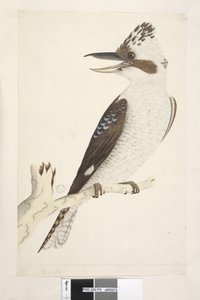 صفحة 75. Dacelo. على طول الحافة السفلية بيد مختلفة الحجم الطبيعي. يتم توصيل الإصبع الخارجي والوسطى بالمفصل الثاني ، الأوسط والداخلي بالأول. يضحك Jackass Dacelo gigas ، 1791-92 بواسطة فنان غير معروف