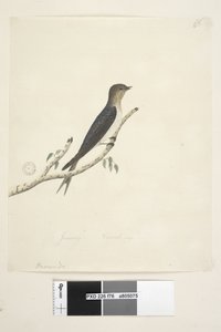 الصفحة 76. هيروندو. في الوسط السفلي بيد مختلفة لشهر يناير الحجم الطبيعي Welcome Swallow Hirundo neoxena ، 1791-92 بواسطة فنان غير معروف