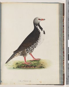 صفحة 76. طائر غير معروف بواسطة فنان غير معروف