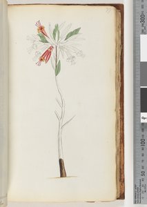 الصفحة 77. لا نقش ، رسم غير مكتمل بواسطة فنان غير معروف