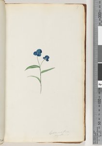 صفحة 7. Commelina capillaris بواسطة فنان غير معروف