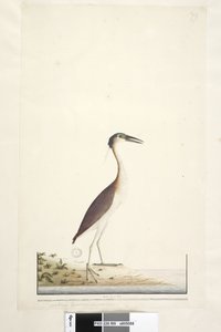صفحة 89. Ardea ..؟ .. Nankeen Night ، Heron Nycticorax caledonicus ، 1791-92 بواسطة فنان غير معروف