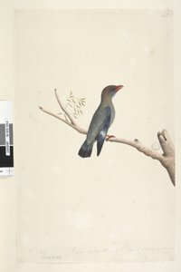 صفحة 8. Coraciae. على طول الحافة السفلية في مختلف أكتوبر. تم تصغير حجم الطائر إلى نصف حجمه ، وقد تم أخذ الرسم من الدولار ، الطيور Eurystomus orientalis ، 1791-92 بواسطة فنان غير معروف