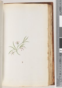 الصفحة 90 - نبات غير معروف (ألوان مائية) بواسطة فنان غير معروف