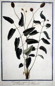بيمبرينيل: Pimpinella Sanguisorba major. بواسطة فنان غير معروف