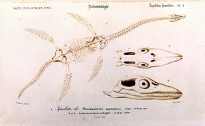 Plesiosaur من القاموس العالمي للتاريخ الطبيعي بواسطة فنان غير معروف