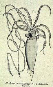 تمثيل ل Architeuthis Harveyi ، الحبار العملاق. بواسطة فنان غير معروف
