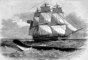 وحش البحر: ظهور ثعبان البحر على طريق ديدالوس فريجيت عام 1848. نقش من القرن التاسع عشر. بواسطة فنان غير معروف