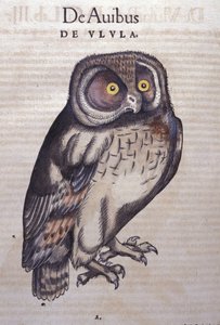 البومة في تاريخ الحيوانات لكونراد جيسنر (1516-1565) زيورخ بواسطة فنان غير معروف