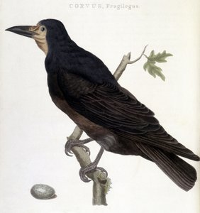The Raven Frugilegus - لوحة التاريخ الطبيعي بواسطة فنان غير معروف