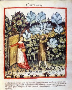 محصول زهرة الملفوف في حديقة نباتية. الإضاءة من حلب الأدوية وعلم التغذية "" Tacuinum sanitatis "" بواسطة فنان غير معروف