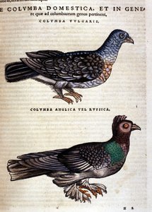 الحمامة بعد الحيوانات تاريخ كونراد جيسنر ، زيورخ 1560. الموقع Nazionale Braidense. ميلان بواسطة فنان غير معروف