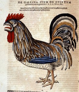 الديك بعد تاريخ الحيوانات بقلم كونراد جيسنر ، زيورخ 1560. الموقع Nazionale Braidense. ميلان بواسطة فنان غير معروف