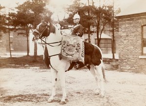 • حصان الطبل ، حرس التنين الثالث لأمير ويلز ، عام 1895 تقريبًا بواسطة مصور غير معروف