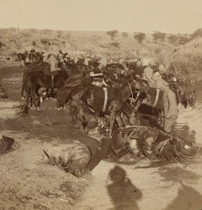 سقي خيول المدفعية ، ويلجليجن ، جنوب إفريقيا بواسطة مصور غير معروف