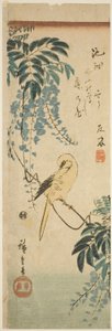 الكناري والستارية بواسطة Utagawa Hiroshige