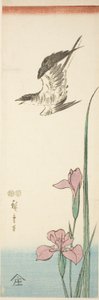 الوقواق والقزحية بواسطة Utagawa Hiroshige