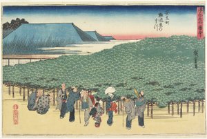 الصنوبر العملاق في نانيوايا في أنريو ماتشي ، ج .1834