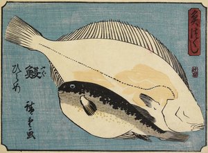 Globefish و Flounder ، 1830-1844