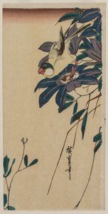 Grosbeak و ياسمين في البر بواسطة Utagawa Hiroshige
