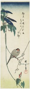 جافا سبارو وأمجاد الصباح ، 1834-1839