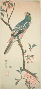 ببغاء على فرع مزهر بواسطة Utagawa Hiroshige