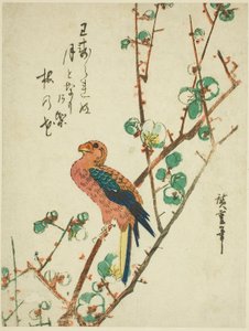 ببغاء على شجرة البرقوق بواسطة Utagawa Hiroshige