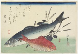 النهاش الأحمر ، Sea Bass و Perilla ، ج. 1840